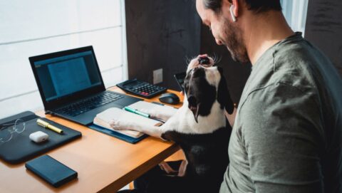 Empresa oferece licença a funcionário que adotar animal - Fonte Shutterstock